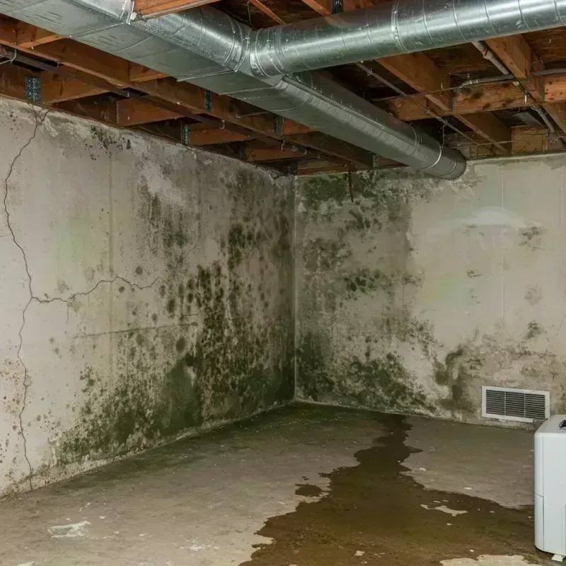 Professional Mold Removal in Carnuel, NM